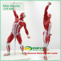 MUSCLE05(12028) Mini Size Male Muscles and Skleton Anatomy Model 12028